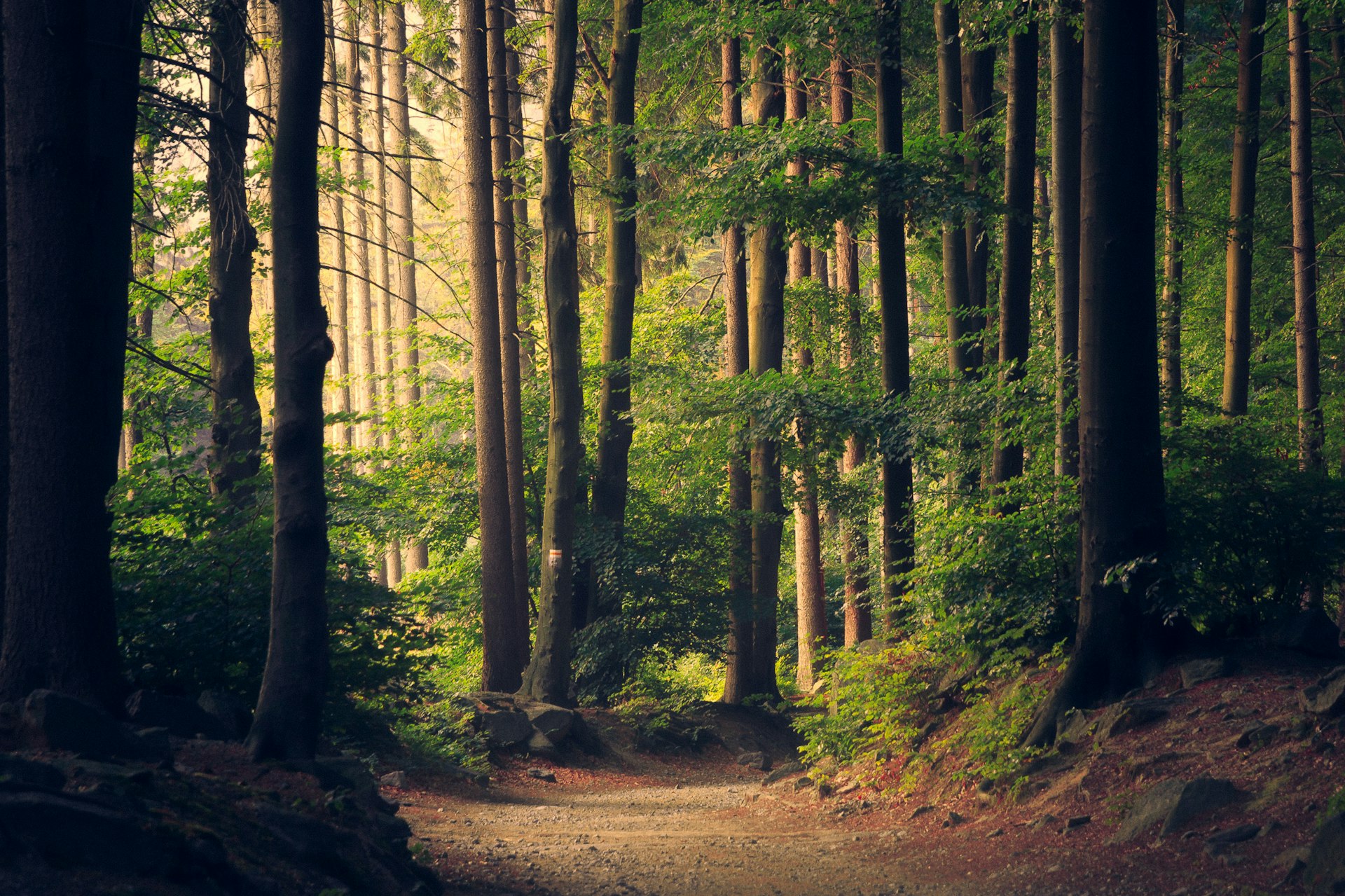 Learning Paths